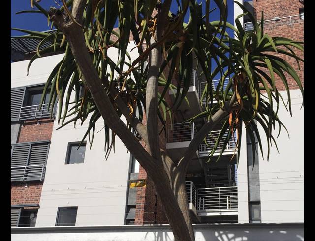 2 BEDROOM APARTMENT RENTED IN GREEN POINT